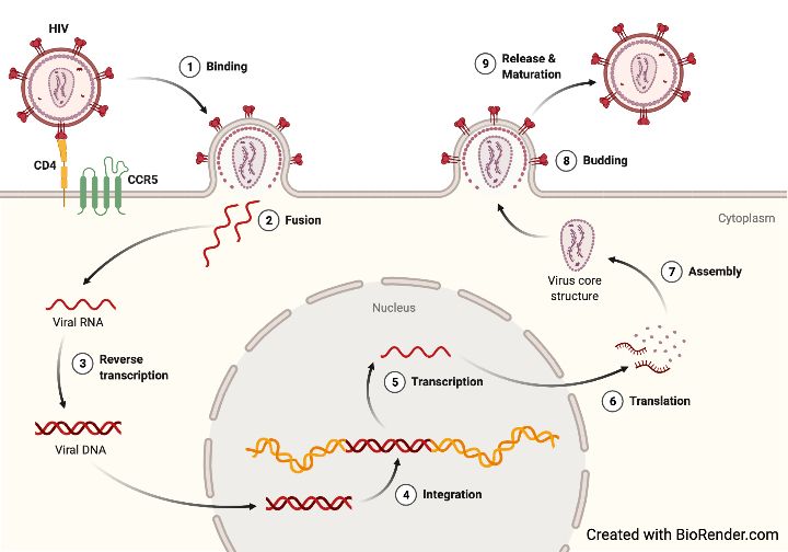 HIV life cycle