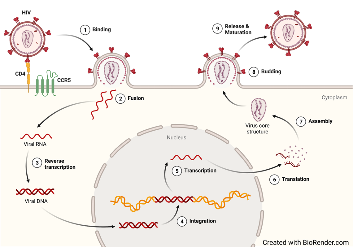 Maturations cycle of HIV cell
